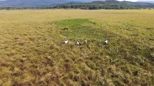 Семейная пара уссурийских (японских) журавлей. A married couple of red-crowned cranes смотреть онлайн