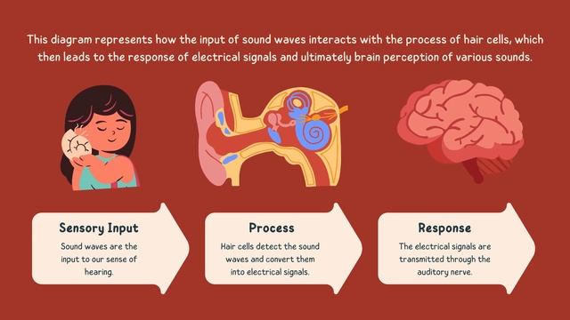 Sensory Receptors Science Educational Video: A Fascinating Journey into Human Perception смотреть онлайн