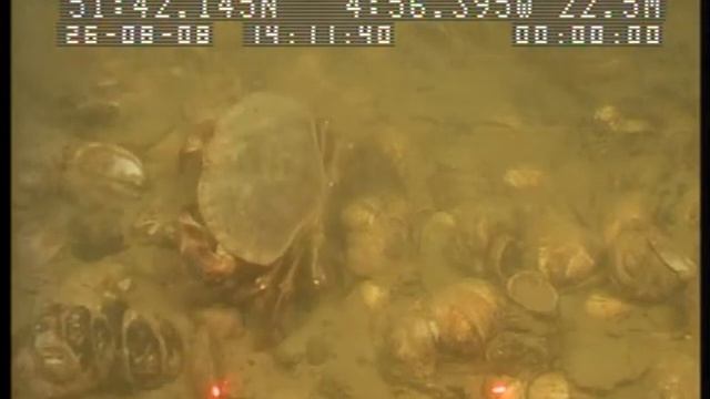 2 Marine Underwater Video Of Wales, Pembrokeshire Marine SAC - Milford Haven