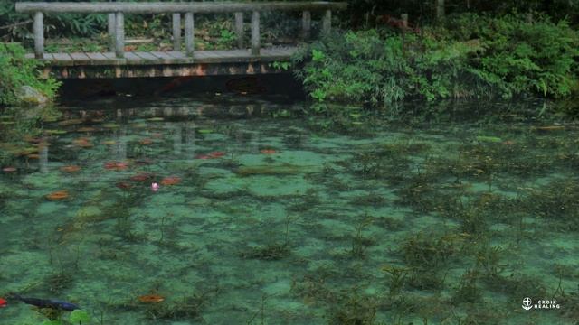 【4K Monet’s Pond & Giant tree forest】Nature sounds Meditation Relax Sleep　モネの池 смотреть онлайн