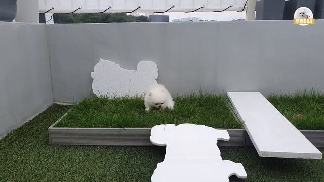 아기 강아지야 아플땐 조금 덜 귀여워도 된단다 смотреть онлайн