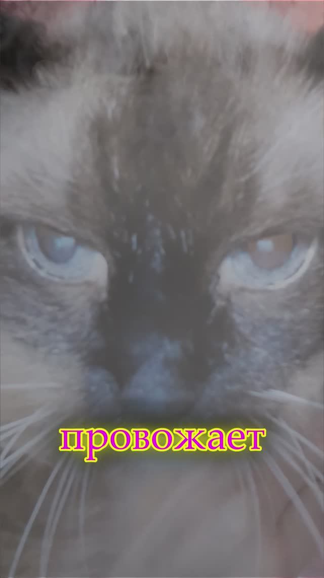 Песня Survivor - Eye Of The Tiger НА РУССКОМ! смотреть онлайн