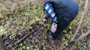 Грибное рандеву. Осенний лес, Пушкинские места, Зимние Опята, деревья вампира, богатый улов'