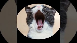 Котик. Александр  Рыбак.
