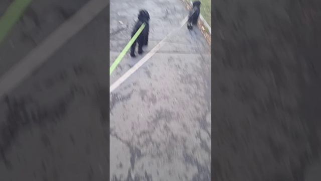 Рис(тибетский терьер/Цанг Апсо) смотреть онлайн