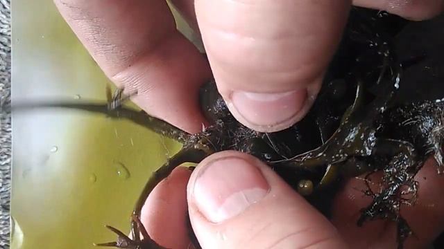 Население пояса фукоидов часть 3 смотреть онлайн
