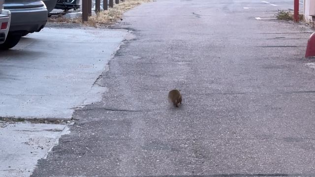 Nike Sb Dunk Low Pigeon On foot Review and Unboxing 2023 смотреть онлайн