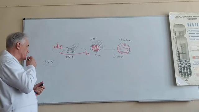 Волокнистые соединительные ткани. часть 6. проф. Баринов Э.Ф. смотреть онлайн