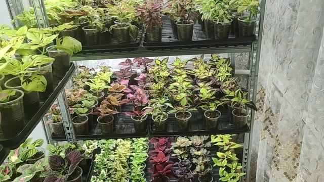 Черенки колеусов укоренились 100% что дальше. Как вырастить шикарные кусты зимой. смотреть онлайн