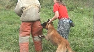 Дрессировка собак Питомник от Сольника