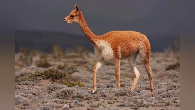 ECUADOR Y SU FAUNA ENDÉMICA (Aprender nunca fue tan sencillo) смотреть онлайн