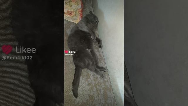Пес и кот смотреть онлайн