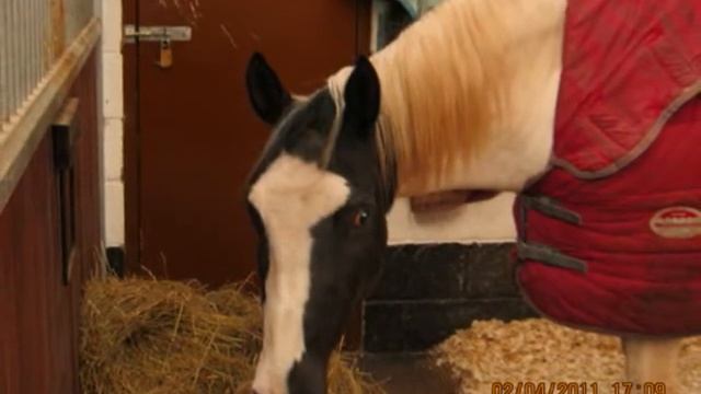 R.I.P Amazing Jewel - See you at Rainbow Bridge"* смотреть онлайн