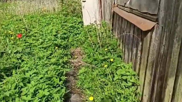 участок Сабурово смотреть онлайн