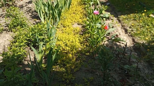 Сад безперервного квітування і мінімального догляду. смотреть онлайн