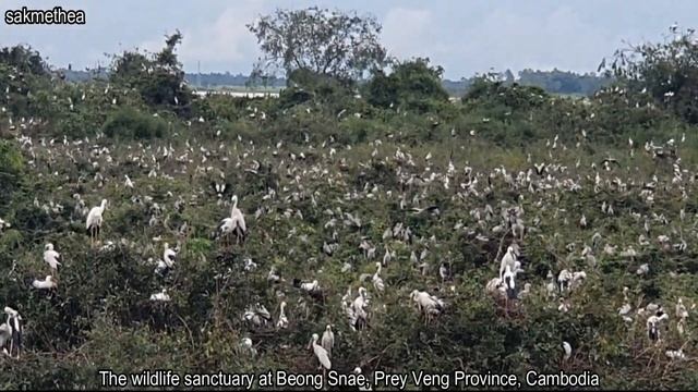 #0055 The wildlife sanctuary at Boeng Snae , Prey Veng - sakmethea смотреть онлайн
