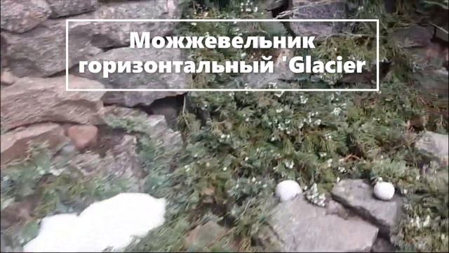 МОЖЖЕВЕЛЬНИК ГОРИЗОНТАЛЬНЫЙ   GLACIER