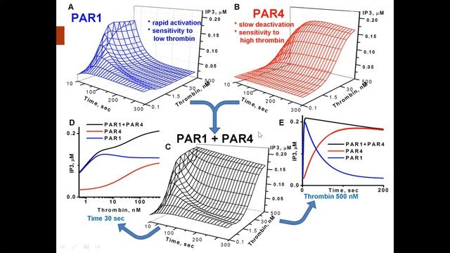 Анастасия Свешникова - Виртуальный тромбоцит: на пути к диагностике и терапии системы гемостаза смотреть онлайн