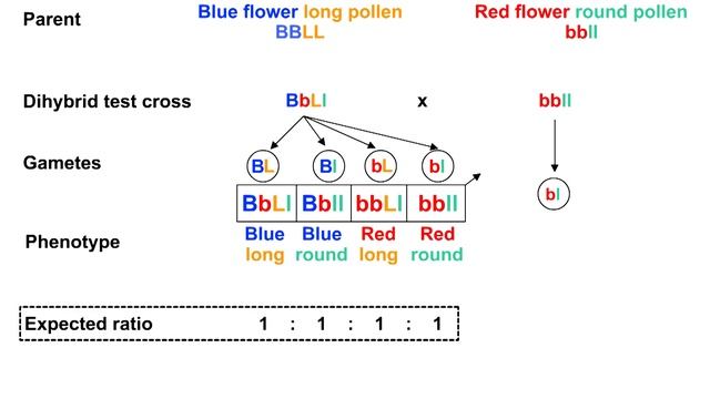 Mechanism of linkage - coupling in Lathyrus odoratus смотреть онлайн