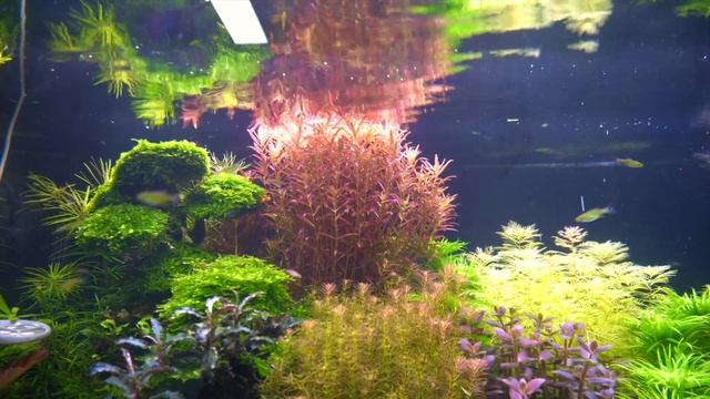 Aquariumpflanzen/Plants "Rotala rotundifolia singapore blood red +Verlosung смотреть онлайн