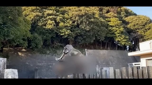 Elephant Breeding | Elephants Love