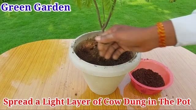 How to save your curry Leave plant from Dying || homemade fertilizer for curry leaf plant смотреть онлайн