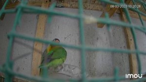 Спаривание неразлучников