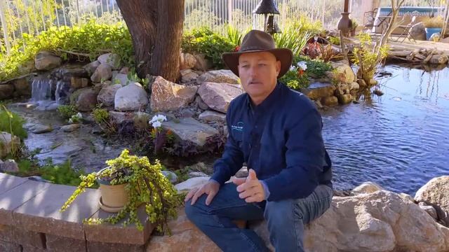 How do I control the pH level in my Phoenix pond or water feature? смотреть онлайн