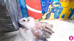 КВЕСТ в БИККИНИ БОТОМ** КАК СПАСТИ ВИЛЮ?