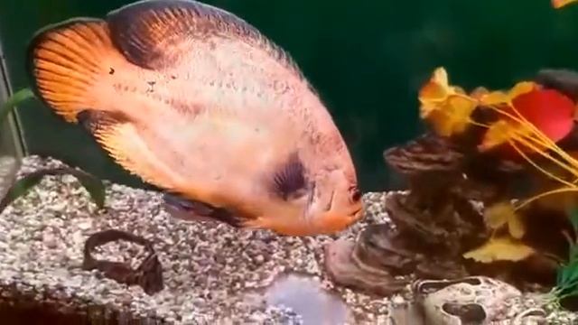 Астронотусы переделывают аквариум под себя. смотреть онлайн