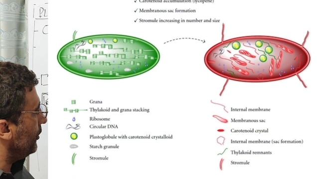 Plastids a lecture in urdu hindi смотреть онлайн