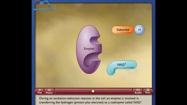 NAD+ How The NAD+ Works In Cell
