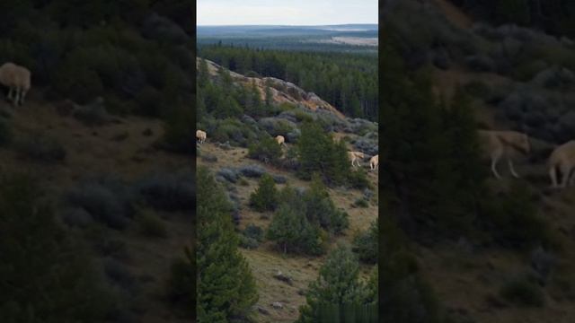 Волки. смотреть онлайн