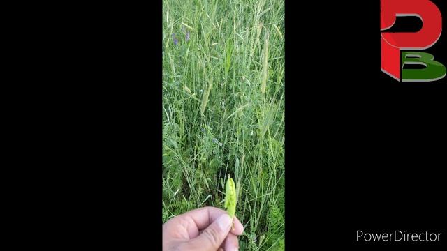 Естественное возделывание Памира. Natural cultivation of the Pamirs. смотреть онлайн