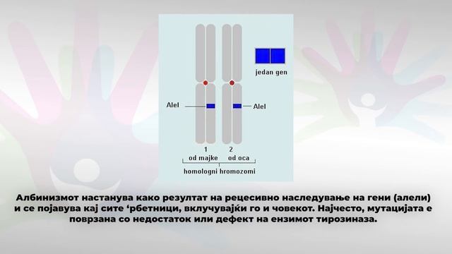 01 - Албинизам смотреть онлайн