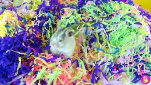 ХОМЯЧКИ устроили БУМАЖНУЮ ВЕЧЕРИНКУ