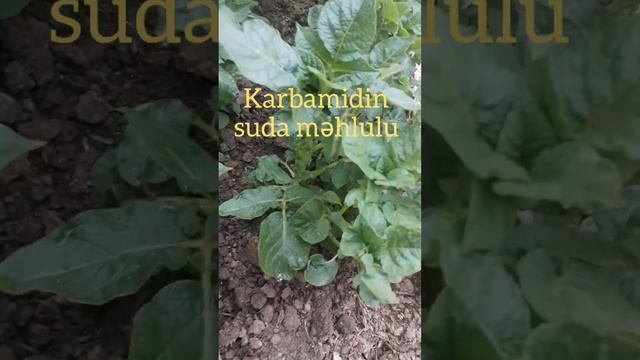 Ammonium nitrat və karbamid suya qarışdırılıb bitkilərə verilə bilərmi? смотреть онлайн