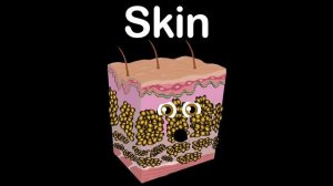 The Teeth Bite Down! | KLT Anatomy