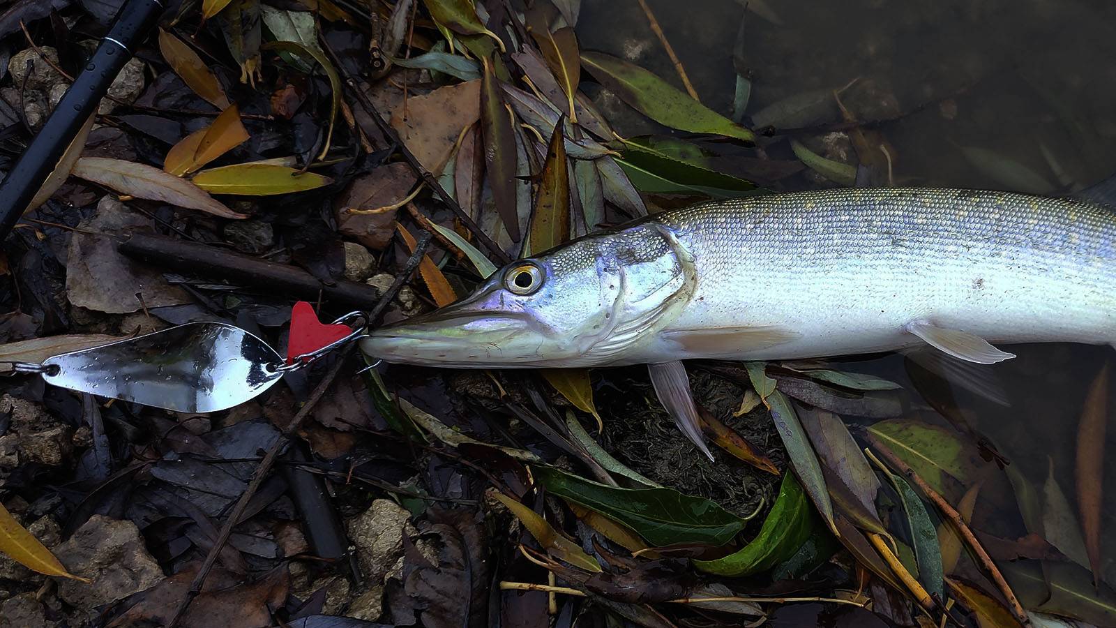 Осенняя щука на спиннинг! смотреть онлайн