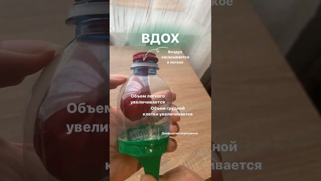 Механизм дыхания на бутылке (модель Дондерса)