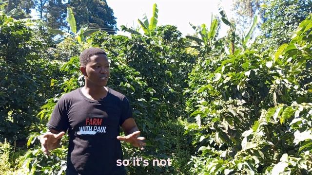 Boost Your Coffee Farming in Kenya with These Expert Tips смотреть онлайн