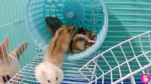 НоВЫЕ ПИТОМЦЫ/ ЗНАКоМСТВО С ДЖУНГАРИКАМИ/ РЕАКЦИЯ СОБАКИ НА ХОМЯЧКОВ