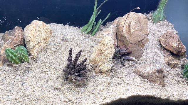 Arid Desert Terrarium Step By Step 2023