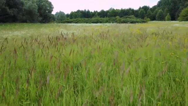 Па лугу, па лугу смотреть онлайн