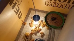 Инкубация Техасский перепел