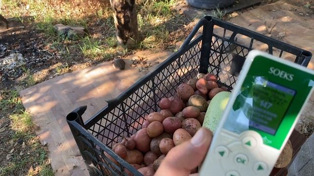 Нитраты в овощах. Нитраты в картошке и кабачках в Крыму. Урожай 2023. смотреть онлайн