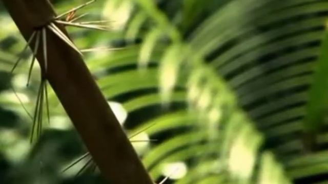 Konservasi Flora dan Fauna di Indonesia смотреть онлайн