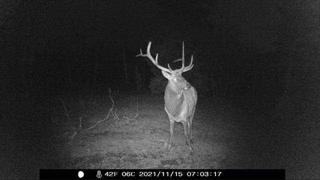 The last trail cam left over winter I can legally make смотреть онлайн