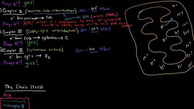 Electron Transport Chain (Part 2 of 3) - Complexes смотреть онлайн