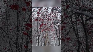 Энием минус